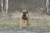 CANE CORSO 762